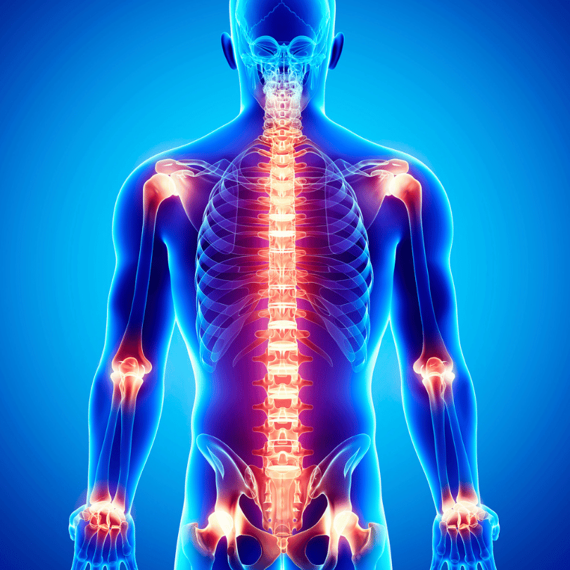 Illustration of a human body with highlighted joints and spine, representing Ashwagandha's potential to reduce inflammation and relieve pain, by Zaira Natural.