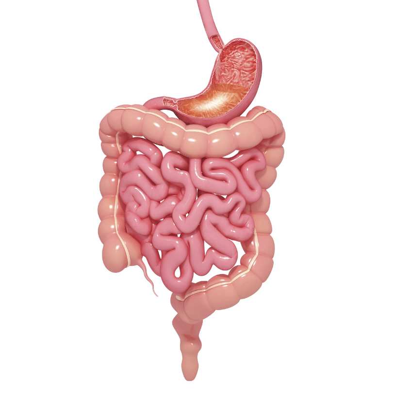 Illustration of the digestive system, highlighting how Galangal Root (Alpinia galanga) can improve digestive health, featured on Zaira Natural.