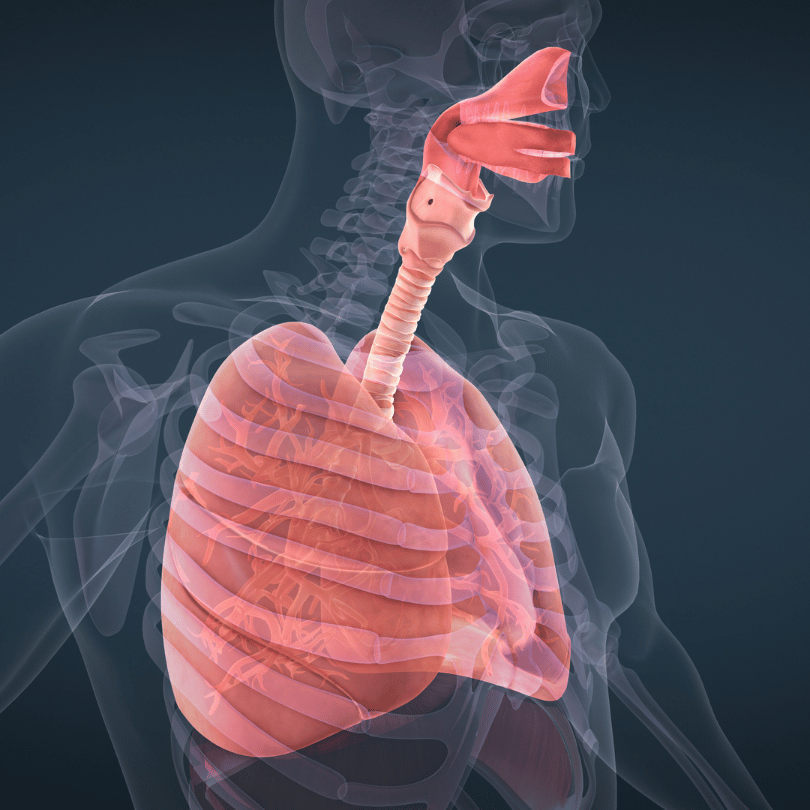 3D anatomical illustration showing the lungs and respiratory system, highlighting Galangal Root's (Alpinia galanga) benefits for promoting respiratory health on Zaira Natural.
