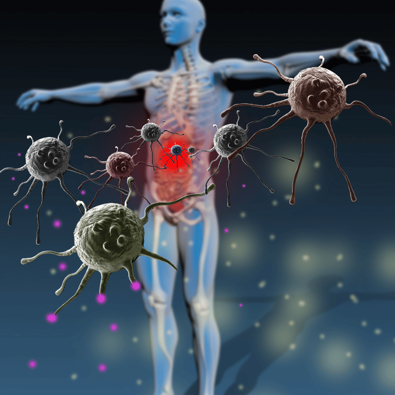 Illustration showing how Galangal Root (Alpinia galanga) supports immune function, with an image of the immune system defending against threats, featured on Zaira Natural.