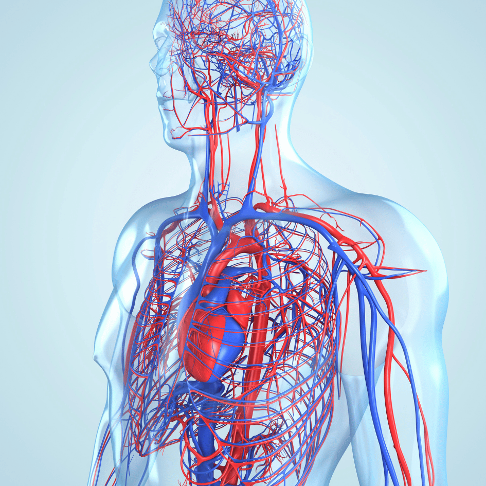 Illustration of the human circulatory system, highlighting Muira Puama's (Ptychopetalum olacoides) benefits for improving circulation, featured on Zaira Natural.