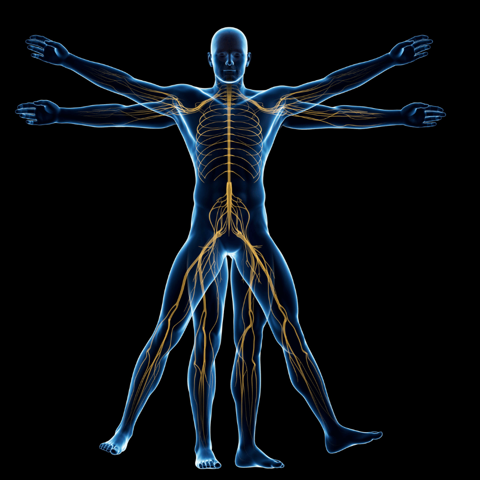 A detailed visual of the human nervous system, representing the support Muira Puama (Ptychopetalum olacoides) provides for nervous system health, featured on Zaira Natural.