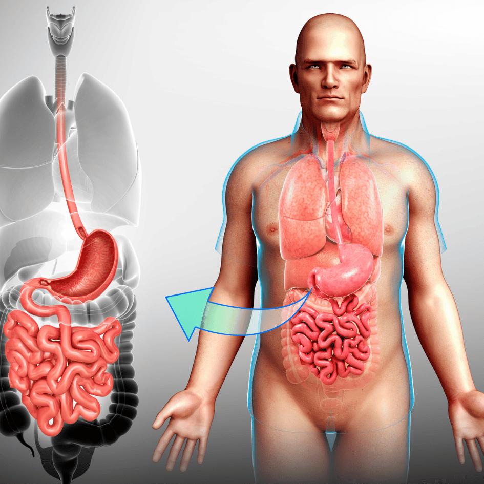 Illustration of the human digestive system, highlighting the benefits of Muira Puama (Ptychopetalum olacoides) in supporting digestive health, featured on Zaira Natural.