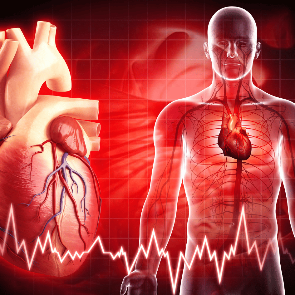 Illustration of the human heart and circulatory system, emphasizing the benefits of Peony (Paeonia lactiflora) for heart health and improved circulation, as highlighted by Zaira Natural.