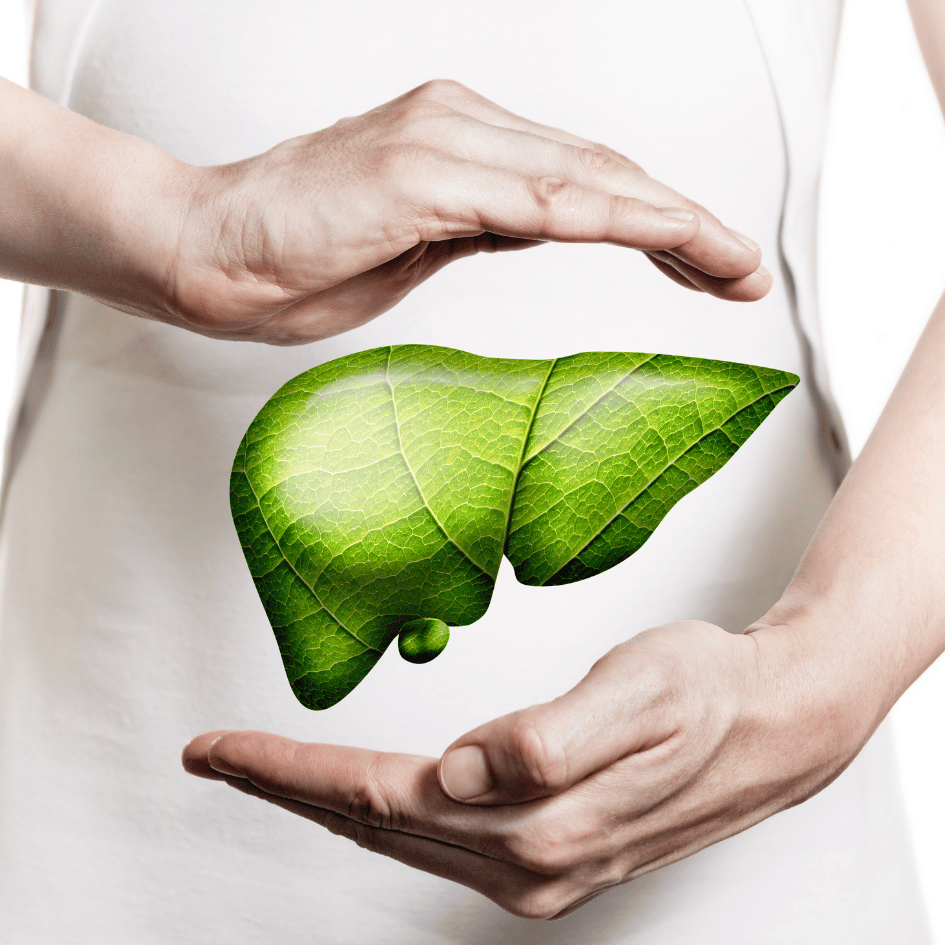 Hands framing a healthy liver illustration symbolizing the liver-supporting properties of Peony (Paeonia lactiflora), featured on Zaira Natural’s blog.