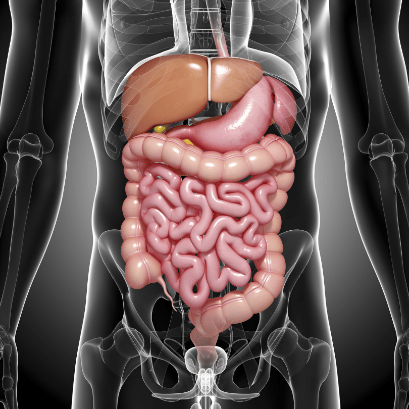 Illustration of the human digestive system highlighting intestines, representing the digestive health benefits of Zaira Natural's Swedish Herbs Mix.
