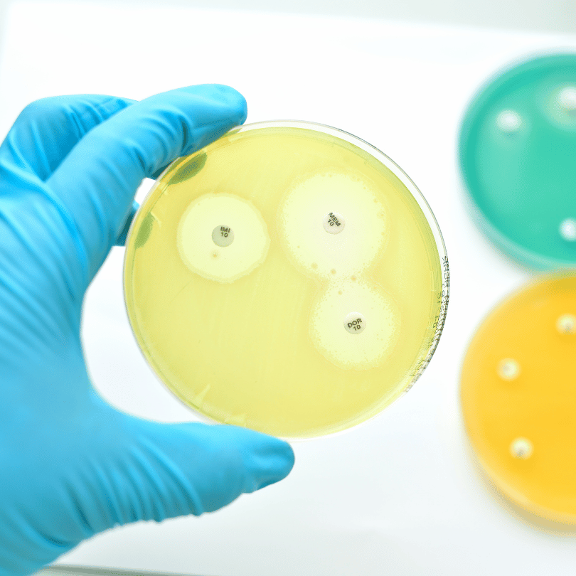 Gloved hand holding a petri dish with bacterial cultures, representing the antimicrobial properties of Zaira Natural’s Swedish Herbs Mix.