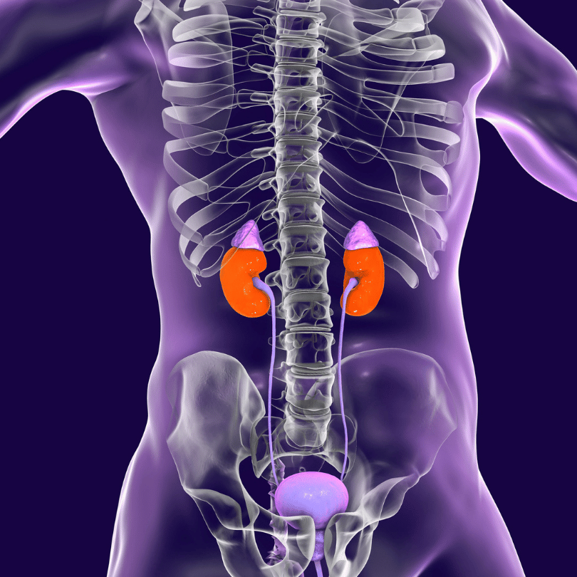 Anatomical illustration highlighting kidneys, symbolizing the urinary and kidney health benefits of Tribulus fruit on Zaira Natural.