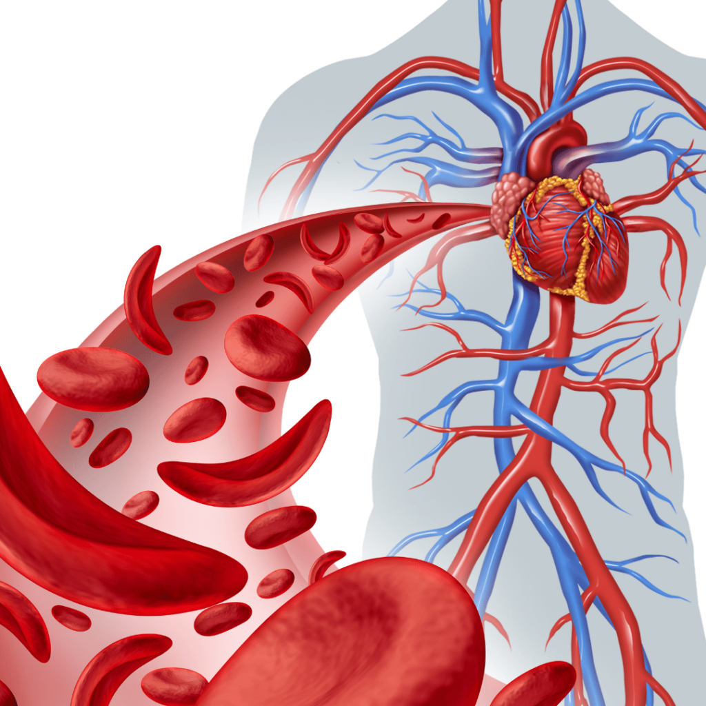 Illustration of blood cells flowing through veins, symbolizing the benefits of Gotu Kola for improving circulation and vein health.