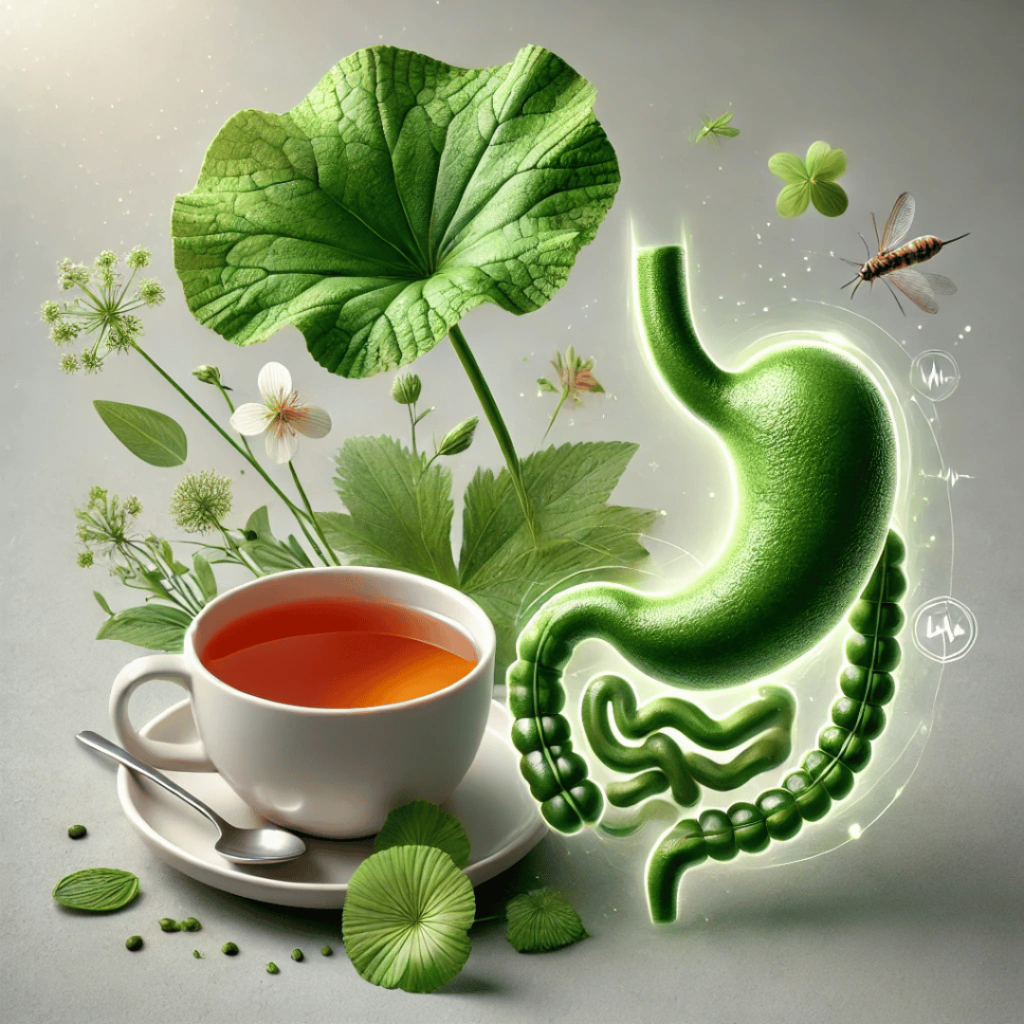 Cup of Gotu Kola tea alongside a depiction of the stomach and intestines, symbolizing digestive health benefits.