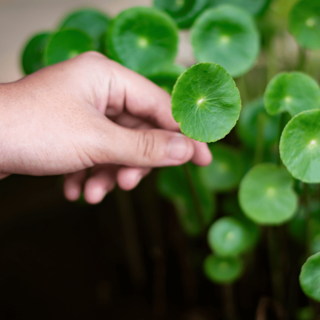 Gotu Kola leaves being touched by hand, symbolizing its skin healing properties.