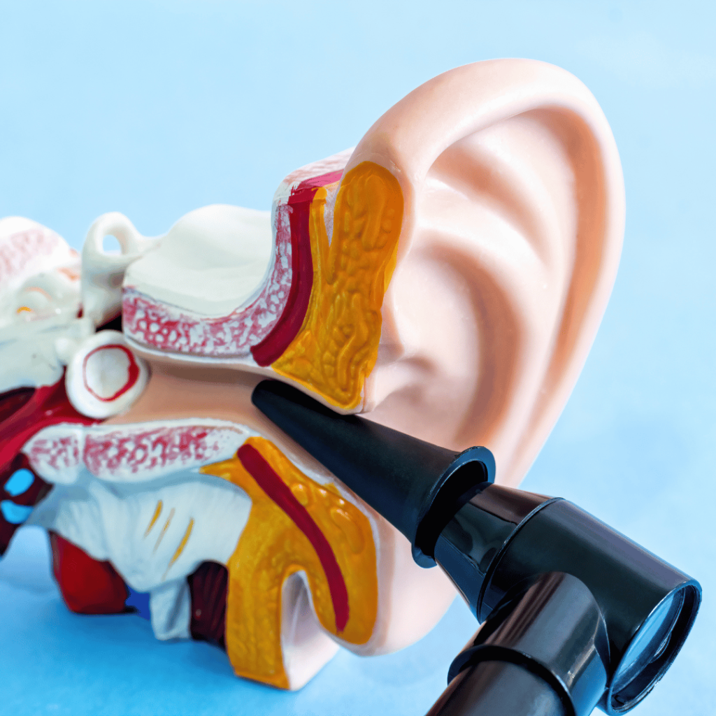 Otoscope examining a model of the inner ear, representing the ear health benefits of Mullein Flower (Verbascum thapsus).
