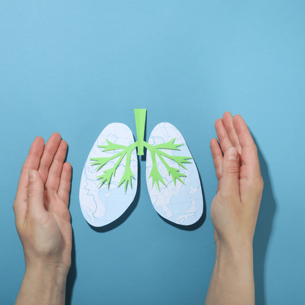 Illustration of lungs representing the respiratory health benefits of Mullein Flower (Verbascum thapsus).