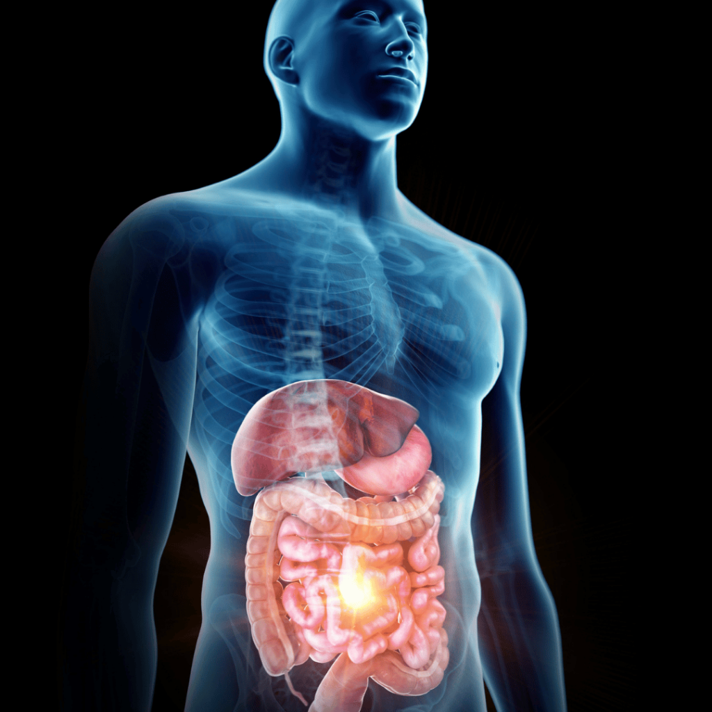 Visual representation of the digestive system, highlighting the soothing digestive benefits of Mullein Flower (Verbascum thapsus).