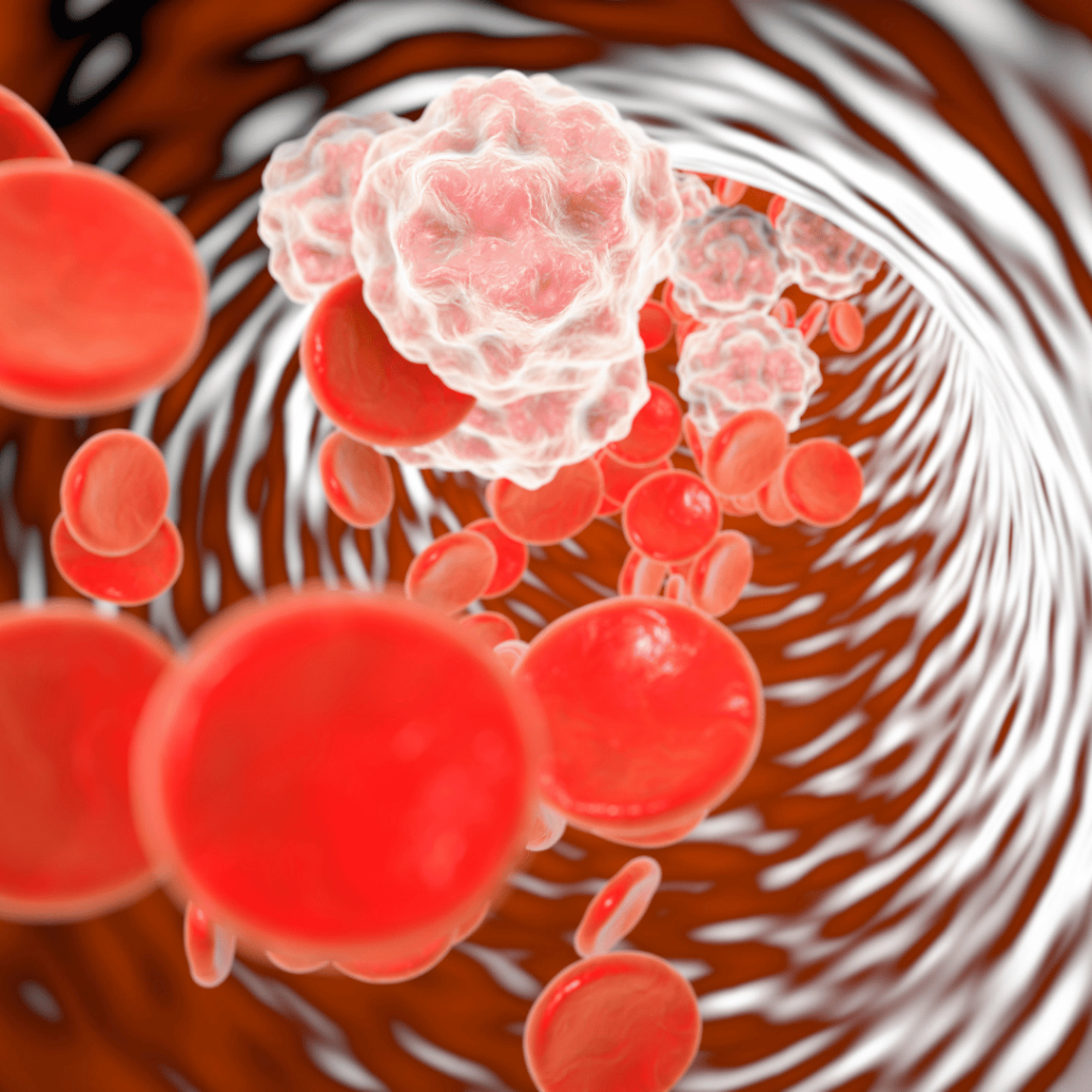 Illustration of red blood cells and inflammation, highlighting Moringa’s anti-inflammatory properties by Zaira Natural.