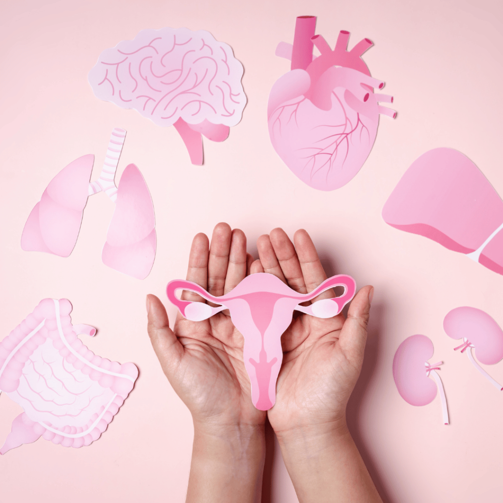 Illustration representing hormone regulation and menopause support using sage, featuring key organs such as the uterus, heart, and brain.