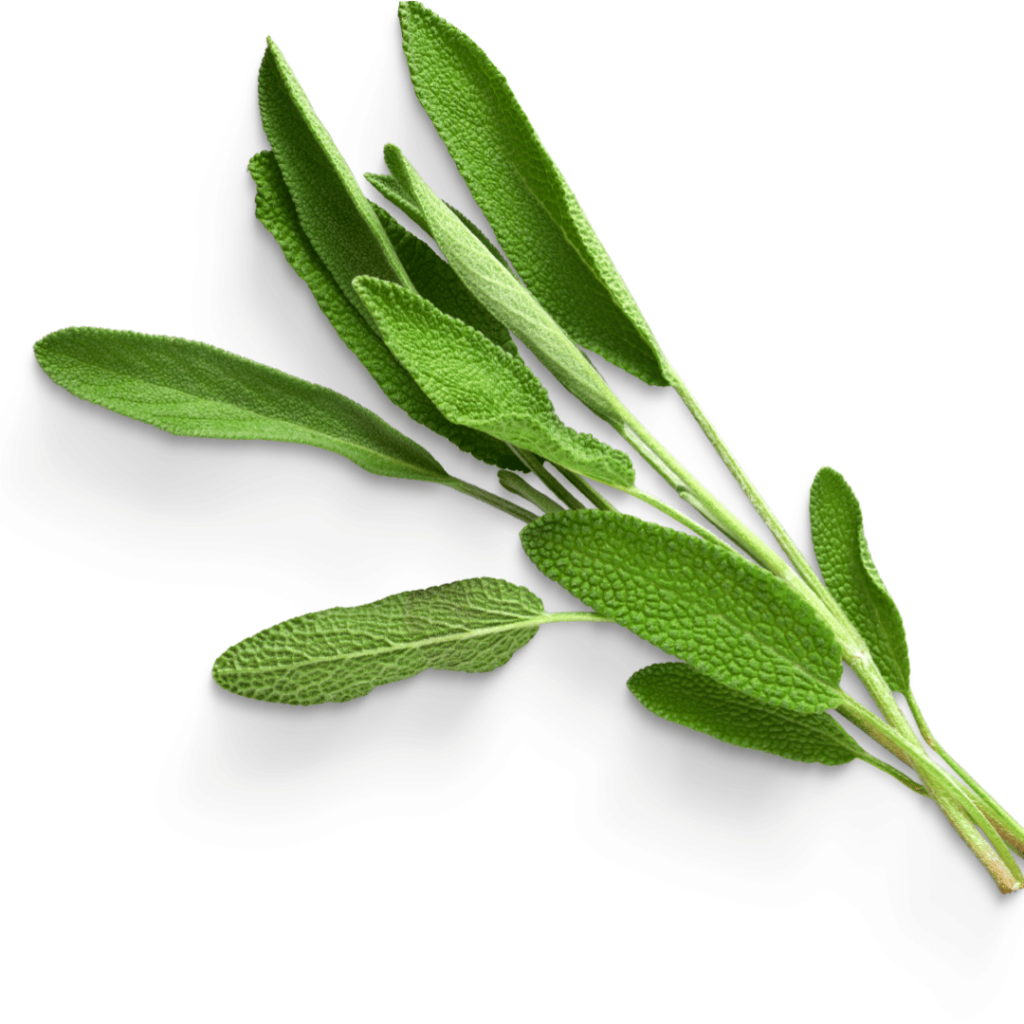 Fresh sage leaves (Salvia officinalis) showcasing their antimicrobial properties.