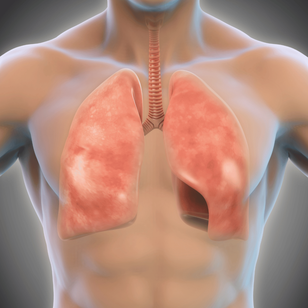 Anatomical illustration of lungs symbolizing the respiratory health benefits of sage.